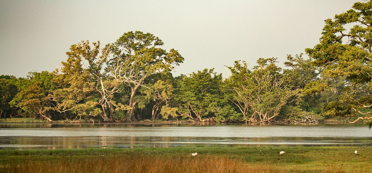 A natural lake surrounded by Wilpattu forest