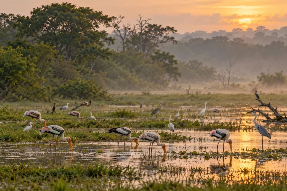 Birdlife in Wilpattu